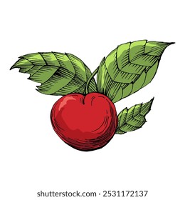 Cerejas em um fundo branco, ilustração desenhada à mão de cereja isolada no recorte de fundo transparente