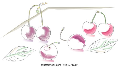 Cherries and sweet cherries on a white table with reflection drawing in a watercolor manner.