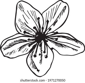 Cherry or Apple Blossom flower in a vector style isolated. Trendy sketch. Flower Illustration