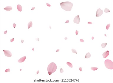 Cherry background, sakura vector background