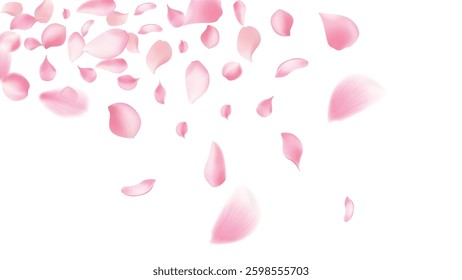 Cherry background, sakura,Rose petals  vector background