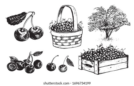 Cherry in a basket, cherry in a box, half an cherry, an cherry with a leaf, cherrytree. Vector graphics for labels, menus or packaging design.