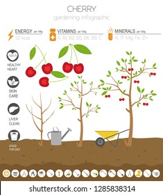 Cherry beneficial features graphic template. Gardening, farming infographic, how it grows. Flat style design. Vector illustration