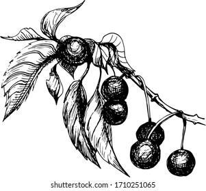 
cherry berries branch leaves garden on a white background separately drawn sketch doodle plants vegetation flora bloom vintage graphic retro