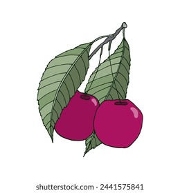 Cherry berries isolated on white background. Hand-drawn vector illustration. 