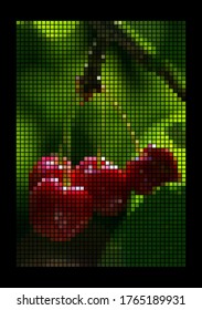 Cherry berries on a branch. 