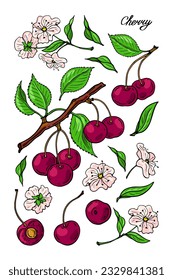 Cherry berries, pink cherry flowers, stems and leaves. Color berries set. Vector poster.