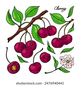 Cerezas, flores de cerezo rosa, subgrupos y hojas. Cartel cuadrado de color. Ilustración vectorial sobre fondo blanco.