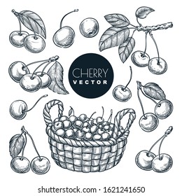 Cherry berries sketch vector illustration. Sweet berries harvest in wooden basket. Hand drawn garden agriculture and farm isolated design elements.