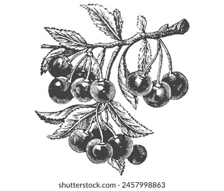 Cherry berry engraved vintage sketch. Berry branch, line art vector illustration. Engraved botanical hand drawn illustraion. Isolated on white background. 