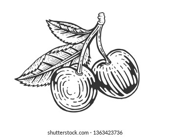 Cherry Berry fruit sketch engraving vector illustration. Scratch board style imitation. Black and white hand drawn image.