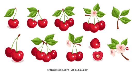 Cherry Berry Set on Isolated Background. Realistic Hand-Drawn Illustration with Fresh Fruits, Leaves