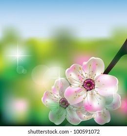 Cherry blossom