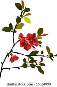 cherry blossom