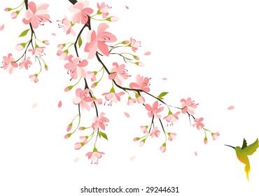 Cherry blossom