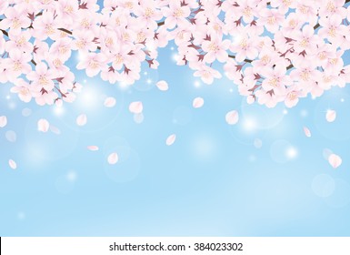 Cherry blossom