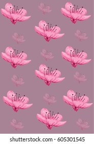 CHERRY BLOSSOM