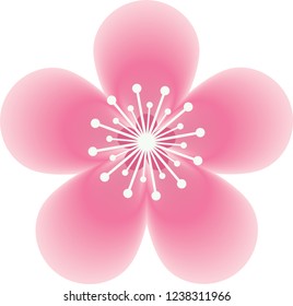 A cherry blossom against a transparent background