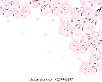 Cherry blossom background