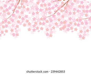 Cherry blossom background