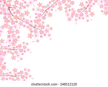 Cherry blossom background