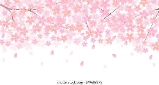  Cherry blossom background