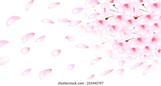 Cherry blossom background