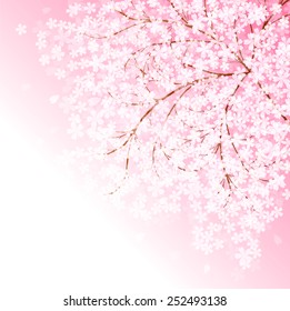 Cherry blossom background