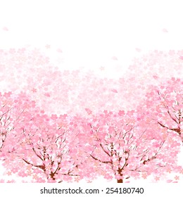  Cherry blossom background