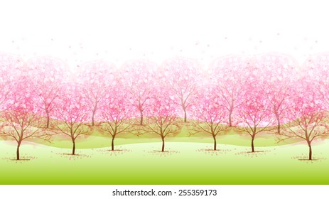 Cherry blossom background