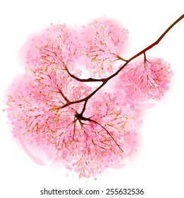 Cherry blossom background