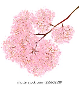 Cherry blossom background