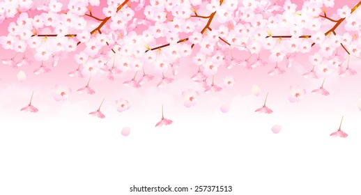 Cherry blossom background