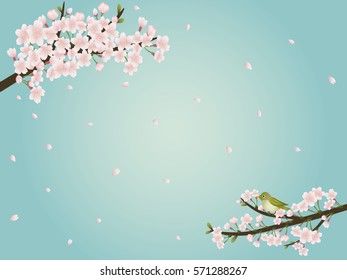 Cherry blossom background