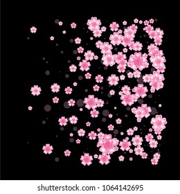 Cherry blossom background isolated on black