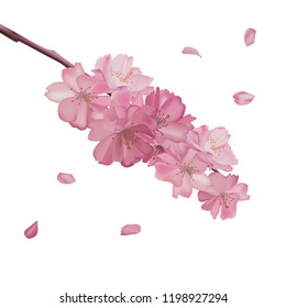 Cherry Blossom Background Sakura Flowers Pink On Branch Flat Vector Illustration
