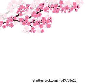 Cherry blossom background. Sakura  pink flowers  background.