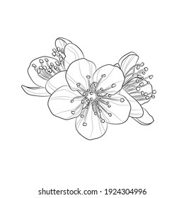 Cherry blossom. Black outline three flowers on white background. Vector illustration.