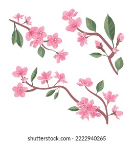 Cherry blossom with blooming watercolor Sakura flower. Realistic Sakura flower branch. Japanese Cherry blossom vector. Cherry blossom branch vector.