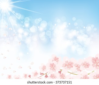 cherry blossom and blue sky background