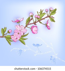 Cherry blossom branch