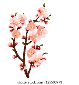 cherry blossom branch abstract background