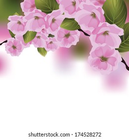 Cherry blossom branch background EPS 10 vector