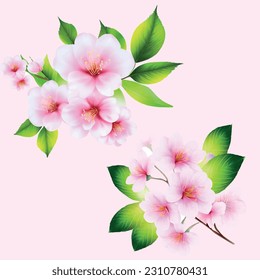 Cherry blossom branch with beautiful sakura flowers green leaf