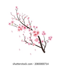 Cherry blossom branch with blooming pink Sakura flower. Cherry branch vector on white background. Realistic watercolor cherry flower vector. Sakura blossom branch with pink flower. Watercolor flower.