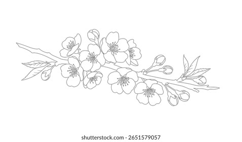ramo de flor de cereja coloração arte da linha da página com belas flores florescendo e botões não abertos detalhados