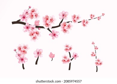 Cherry blossom branch elements with Sakura flower. Cherry blossom with watercolor blooming Sakura. Watercolor cherry flower. Japanese Cherry blossom vector. Sakura branch with watercolor flower.