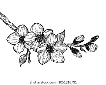 Cherry blossom branch engraving vector illustration. Scratch board style imitation. Black and white hand drawn image.