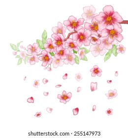 Cherry blossom branch with falling blossoms