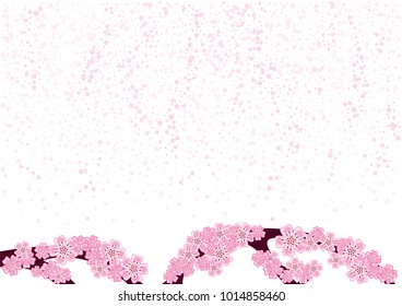 Cherry blossom branch with falling petals isolated on white